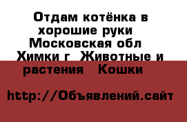 Отдам котёнка в хорошие руки - Московская обл., Химки г. Животные и растения » Кошки   